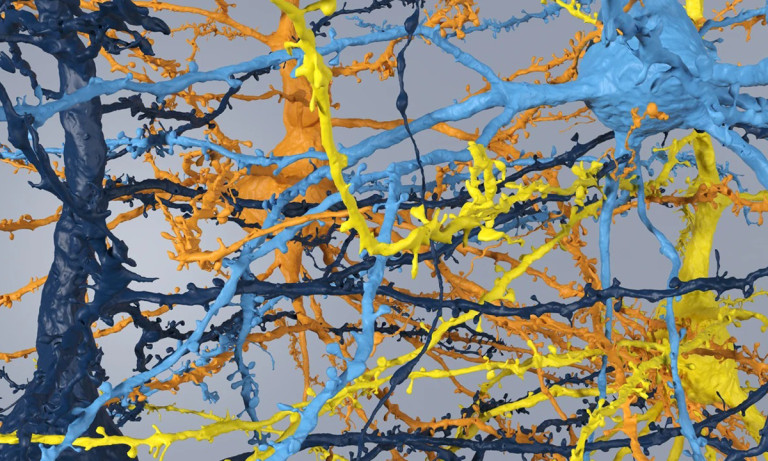 Un mapa histórico de la conectividad del cerebro murino revela un desafiante terreno para los científicos