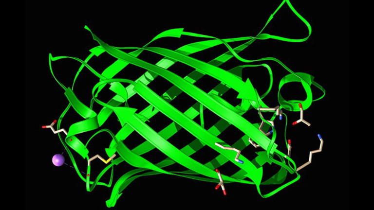 Modelo de diseño de proteínas basado en inteligencia artificial