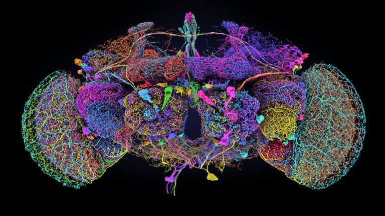 Revelan mapa completo del circuito cerebral de la mosca de la fruta