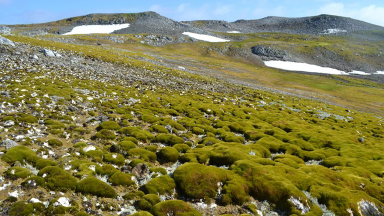 Créase o no, este exuberante paisaje es la Antártida