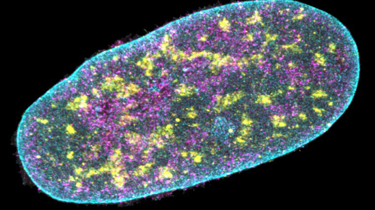 Una herramienta ‘fenomenal’ secuencia el ADN y rastrea las proteínas sin necesidad de ‘abrir’ las células