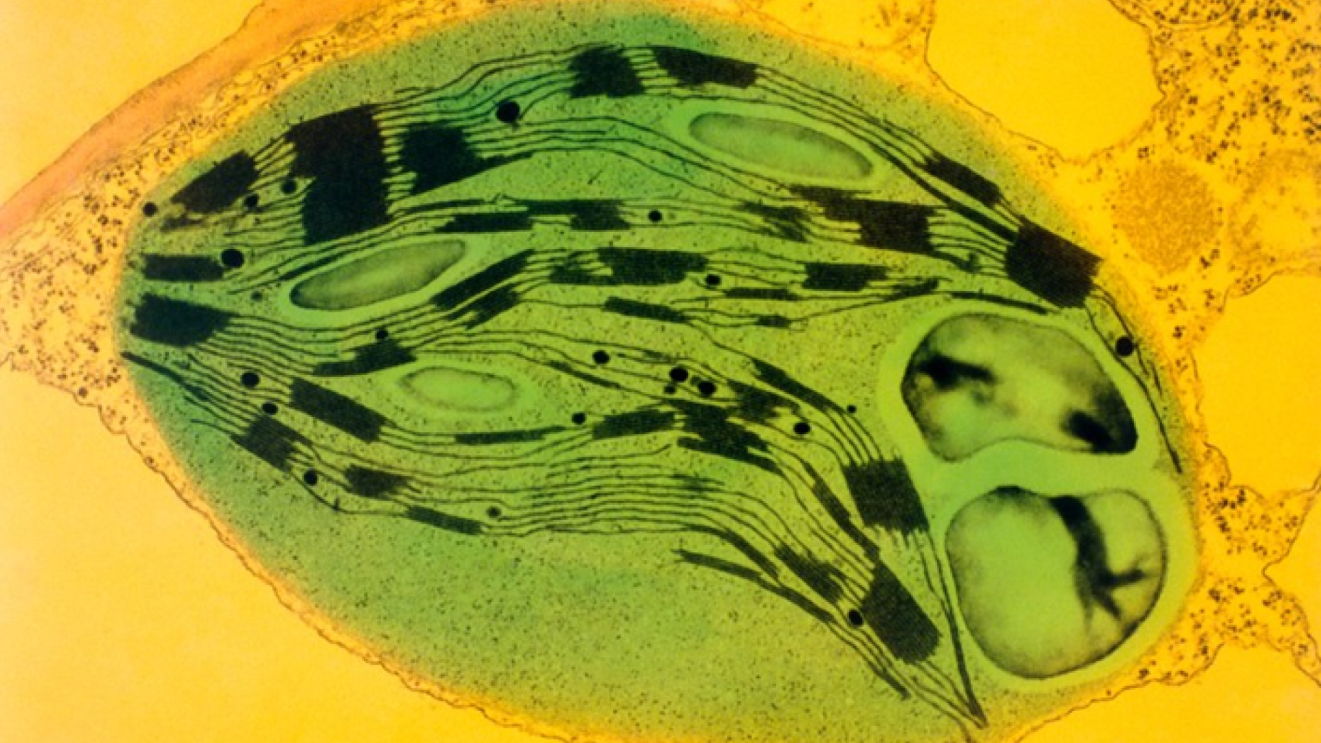 Ojos de los ratones fotosintéticos por trasplante de planta a animal